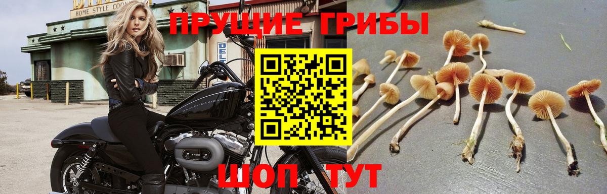 Псилоцибиновые грибы мицелий Кимры